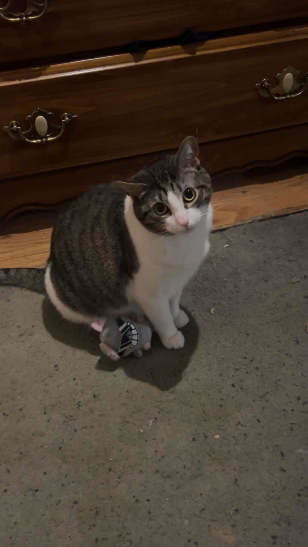 Maestro Media Mewgenics Cat Carrier scatola collezione 2nd Edition